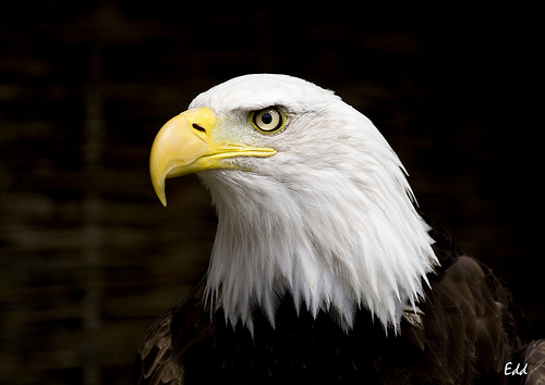 bald eagle